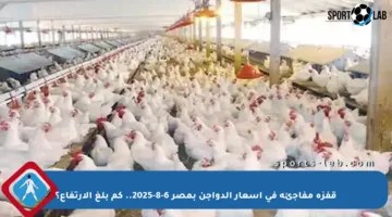 قفزة مفاجئة في أسعار الدواجن بمصر 6-8-2025.. كم بلغ الارتفاع؟